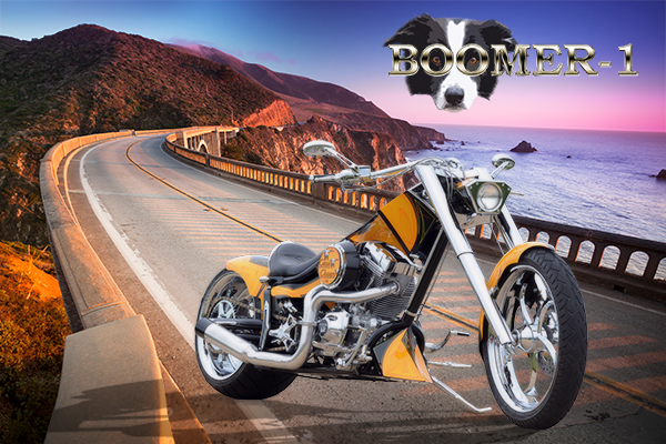 Custom BOOMER-1 motorcycle built in tribute to Boomer the Border Collie from Geese Chasers