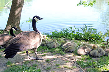 Canada Goose nest near water