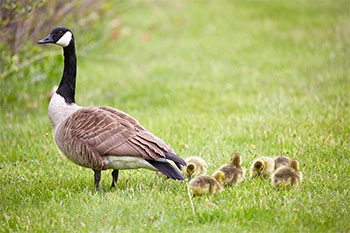 Canada Goose nesting