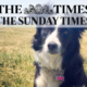 Border Collie used for goose control featured in The Times article