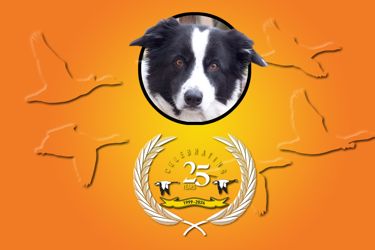 Geese Chasers Border Collie with 25 years anniversary badge 1999–2024