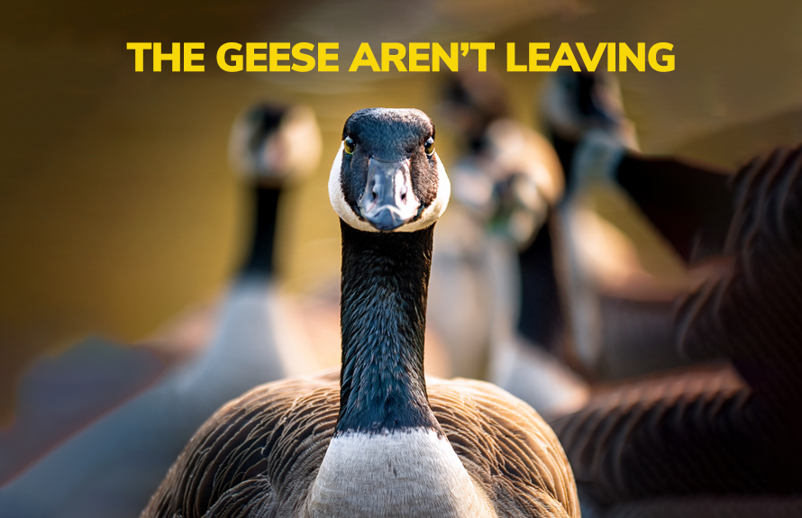 The Geese Aren't Leaving