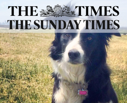 Border Collie used for goose control featured in The Times article