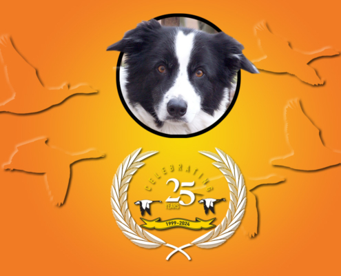 Geese Chasers Border Collie with 25 years anniversary badge 1999–2024