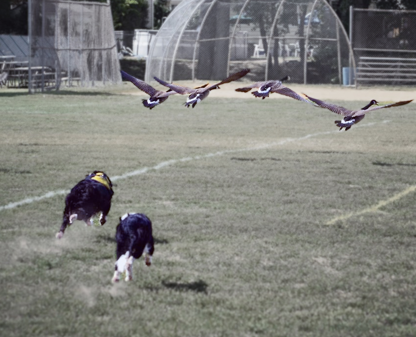 Border Collies chasing Canada geese during initial goose control clearing program