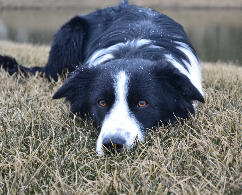 Border Collie in stalking posture used for ongoing goose control maintenance