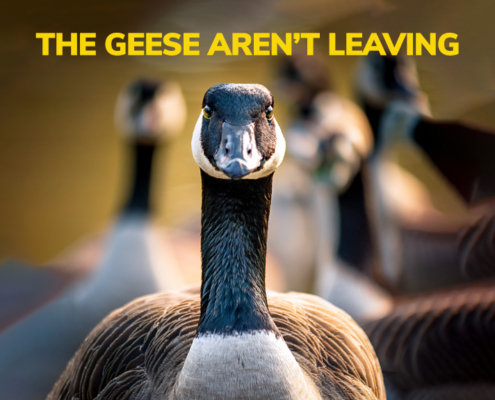The Geese Aren't Leaving