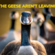 The Geese Aren't Leaving